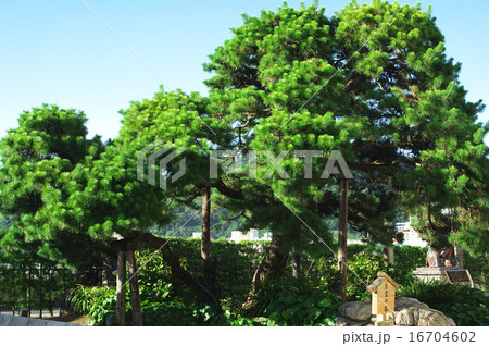 お宮の松 16704602