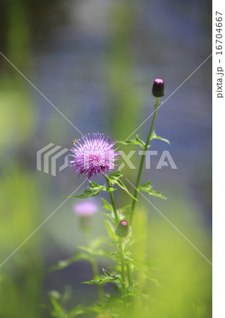 あざみ あざみ 16704667