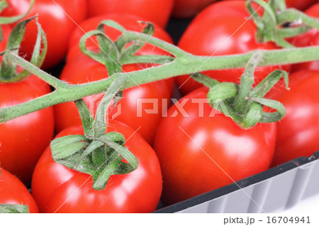 Branch of tomato 16704941