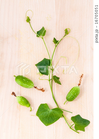 The ivy gourd, also known as baby watermelon. 16705051