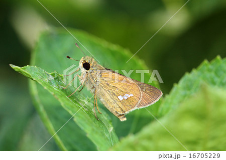 セセリチョウ 16705229