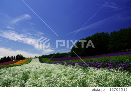 ファーム富田 16705515