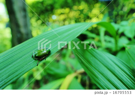 コガネムシ 16705553