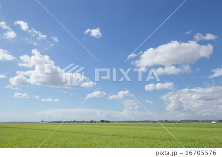 青空と雲と水田の農村風景 青空と雲と水田の農村風景 16705576