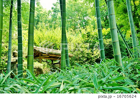 竹林 16705624