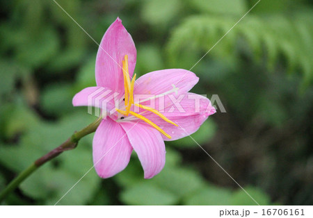 サフランモドキ 16706161