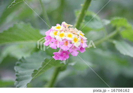 かわいいランタナ 16706162