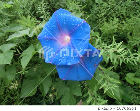 雨にぬれた青色の朝顔の花 16706551