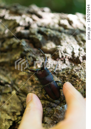 ノコギリクワガタ 16707044