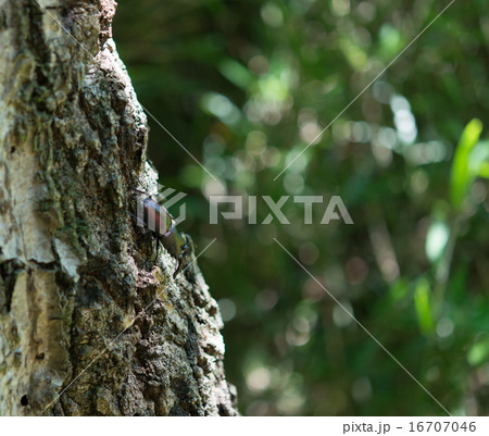 ノコギリクワガタ 16707046