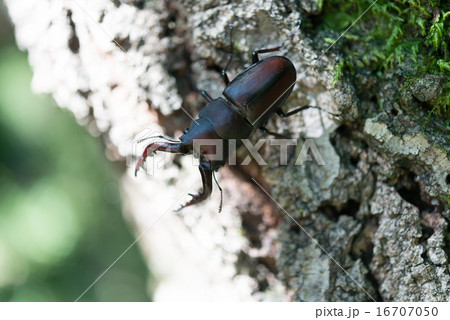 ノコギリクワガタ 16707050