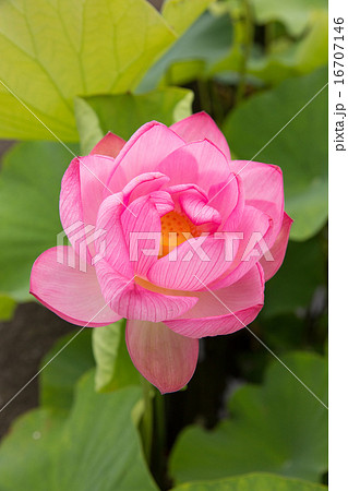 ピンクに咲く蓮の花 16707146