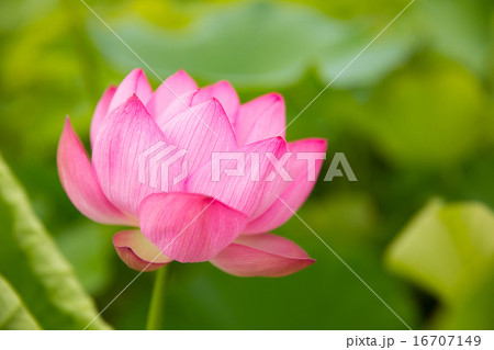 ピンクに咲く蓮の花 ピンクに咲く蓮の花 16707149