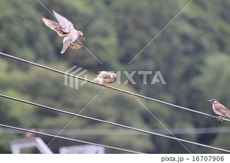 電車の架線に仲良く止まろうとするつがいの鳥の写真素材