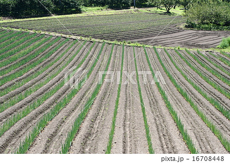 耕作地１５ 16708448