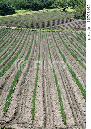 耕作地１６ 16708449