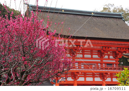 京都 早春の下鴨神社に紅梅が咲く 京都 早春の下鴨神社に紅梅が咲く 16709511