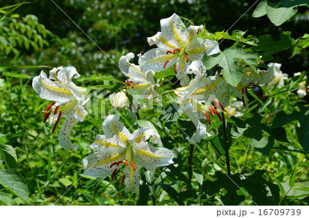 ヤマユリ(嵐山史跡の博物館/埼玉県比企郡嵐山町大字菅谷) ヤマユリ(嵐山史跡の博物館/埼玉県比企郡嵐山町大字菅谷) 16709739