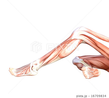 女性の素足　ボディーパーツ　perming 3DCG イラスト素材 16709834