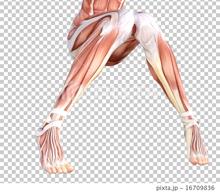 Female bare feet body part perming 3DCG illustration material 16709836