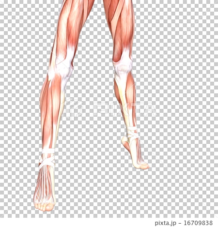 女性赤腳身體部分燙髮3DCG例證材料 16709838