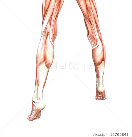女性の素足 ボディーパーツ perming 3DCG イラスト素材 女性の素足 ボディーパーツ perming 3DCG イラスト素材 16709841