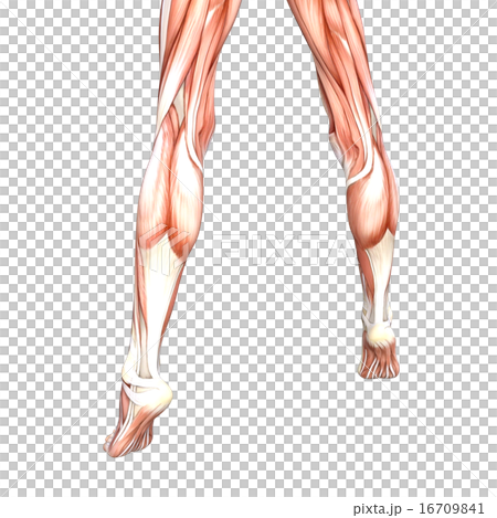 女性赤腳身體部分燙髮3DCG例證材料 16709841