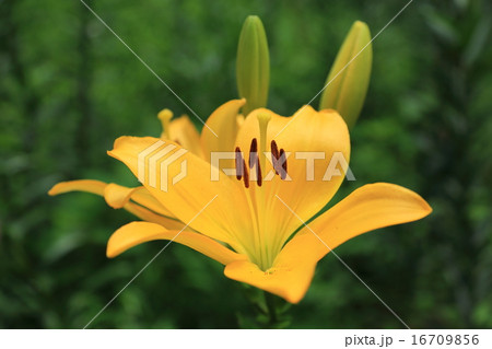 ゆり園の黄色いユリの花と蕾 ゆり園の黄色いユリの花と蕾 16709856