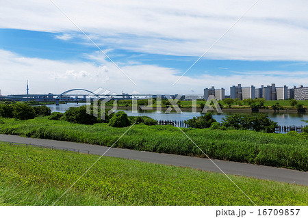 青空が広がる川の手住宅街と五色桜大橋 青空が広がる川の手住宅街と五色桜大橋 16709857