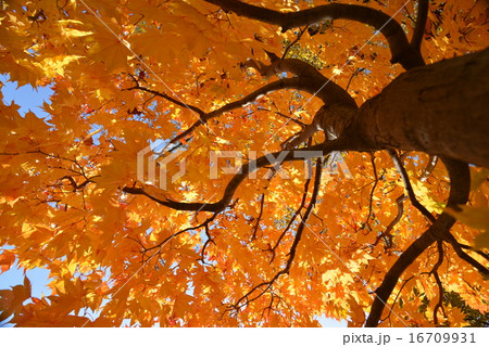 銀杏の黄葉 16709931