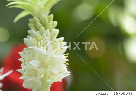 ユーコミス 16709943