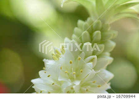 ユーコミス 16709944