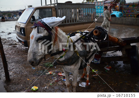 パキスタン　ラホールのロバ　 16710155