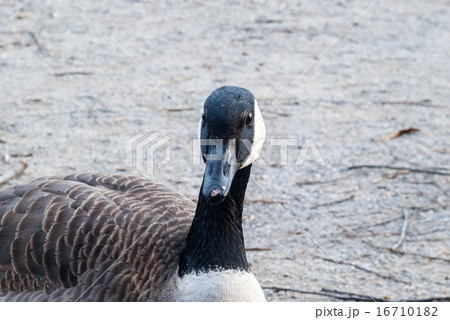 Canada goose facing camera 16710182