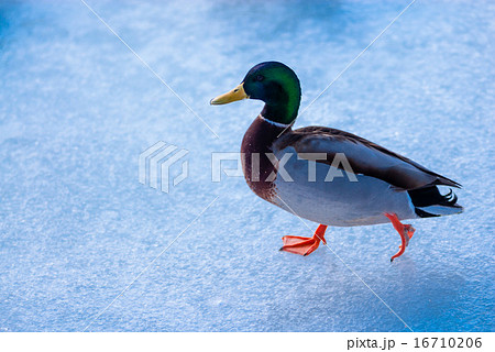 Male mallard duck walking on ice 16710206