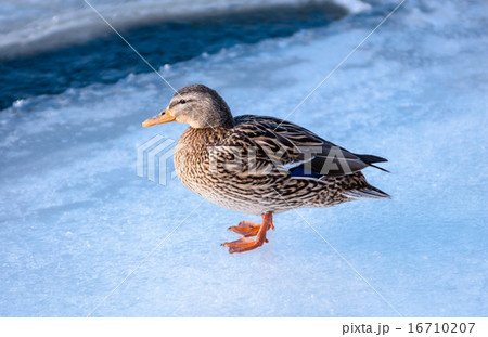 Female mallard duck standing on ice 16710207