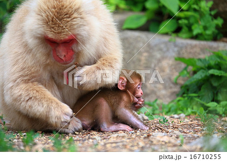野生の猿の親子 かわいい猿の赤ちゃんの写真素材