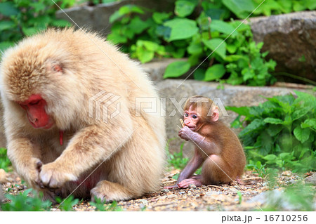 Wild Monkey Parent And Child Cute Monkey Baby Stock Photo