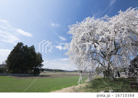 観音寺のしだれ桜 16710368