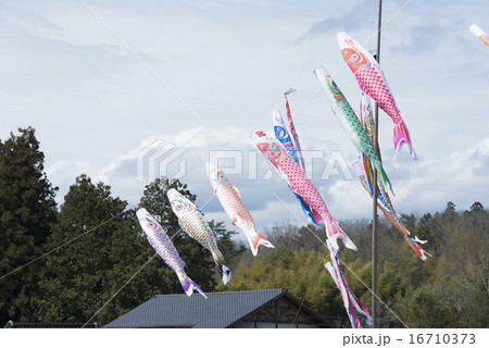 鯉のぼり 16710373