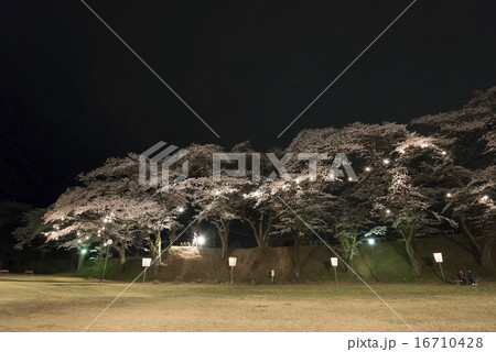 龍城公園の夜桜 16710428