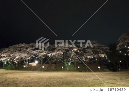 龍城公園の夜桜 16710429