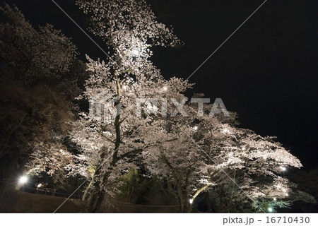 龍城公園の夜桜 龍城公園の夜桜 16710430