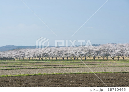 那珂川の平成ざくら 16710446