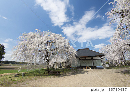 観音寺のしだれ桜 16710457