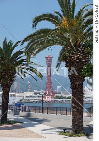 神戸ハーバーランドの風景:ヤシの木とポートタワー 神戸ハーバーランドの風景:ヤシの木とポートタワー 16710623