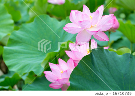 蓮 品種(原始蓮) 蓮 品種(原始蓮) 16710739