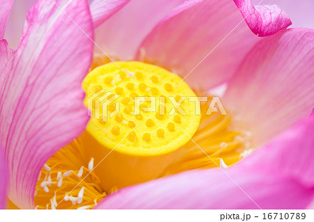 蓮 品種(明光蓮) 16710789