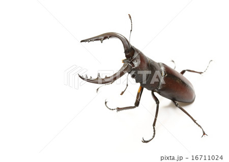 ノコギリクワガタ 16711024