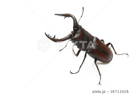 ノコギリクワガタ 16711026